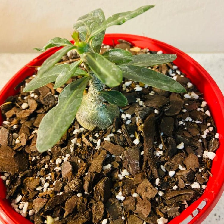 Pachypodium Succulentum