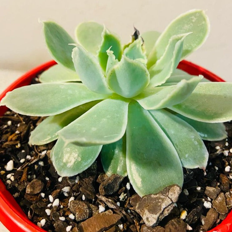 Echeveria Simulans Ascenslon