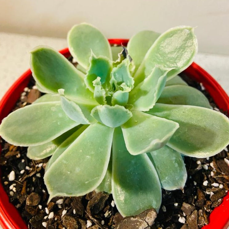 Echeveria Simulans Ascenslon