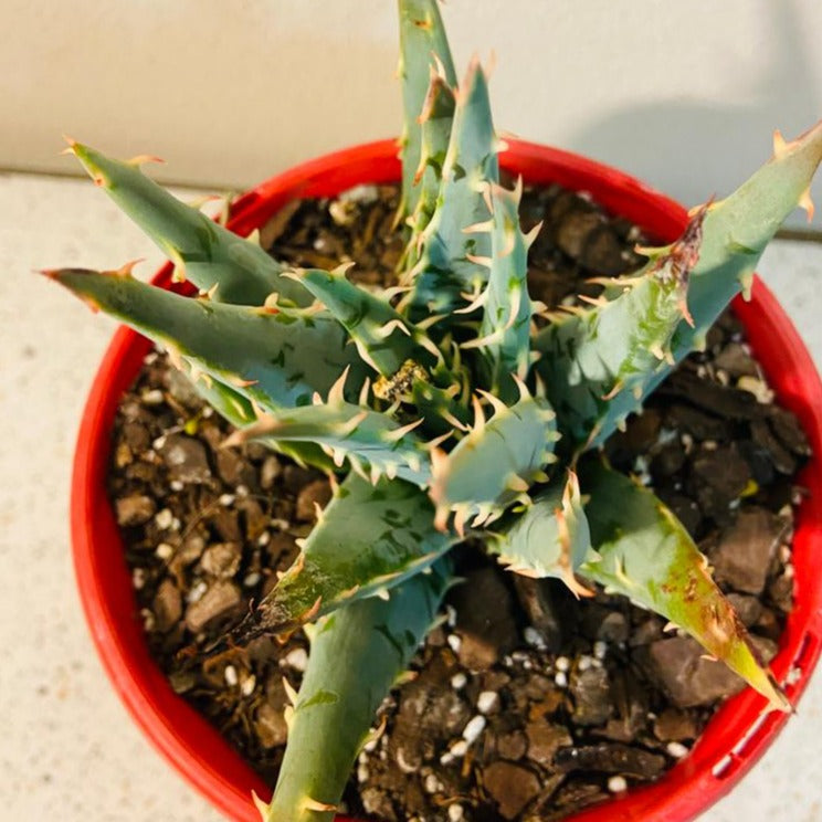 Aloe Hybrid Longistyla