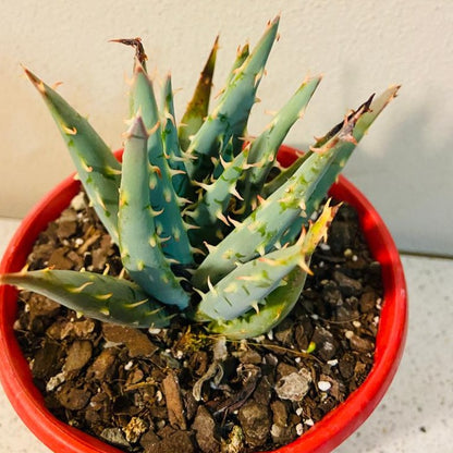 Aloe Hybrid Longistyla