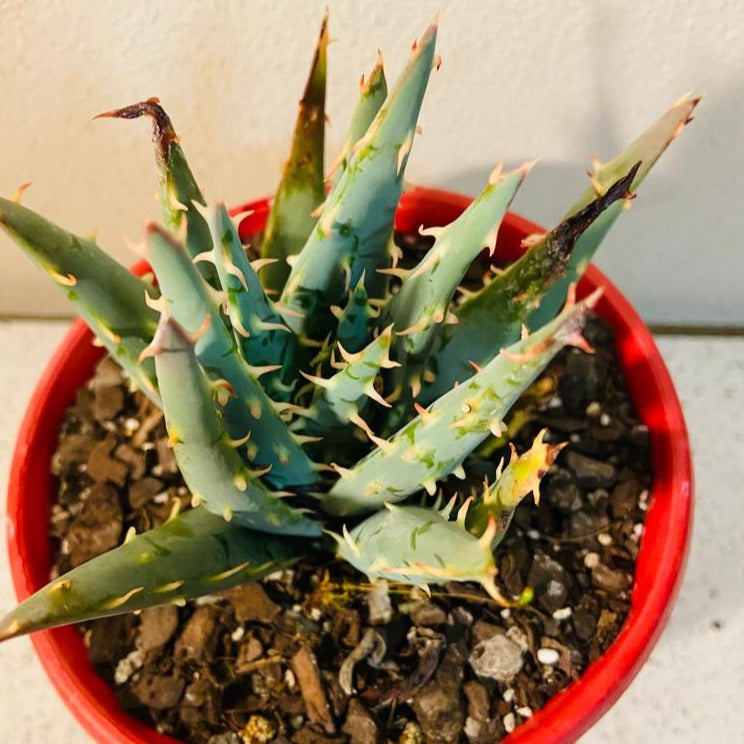 Aloe Hybrid Longistyla