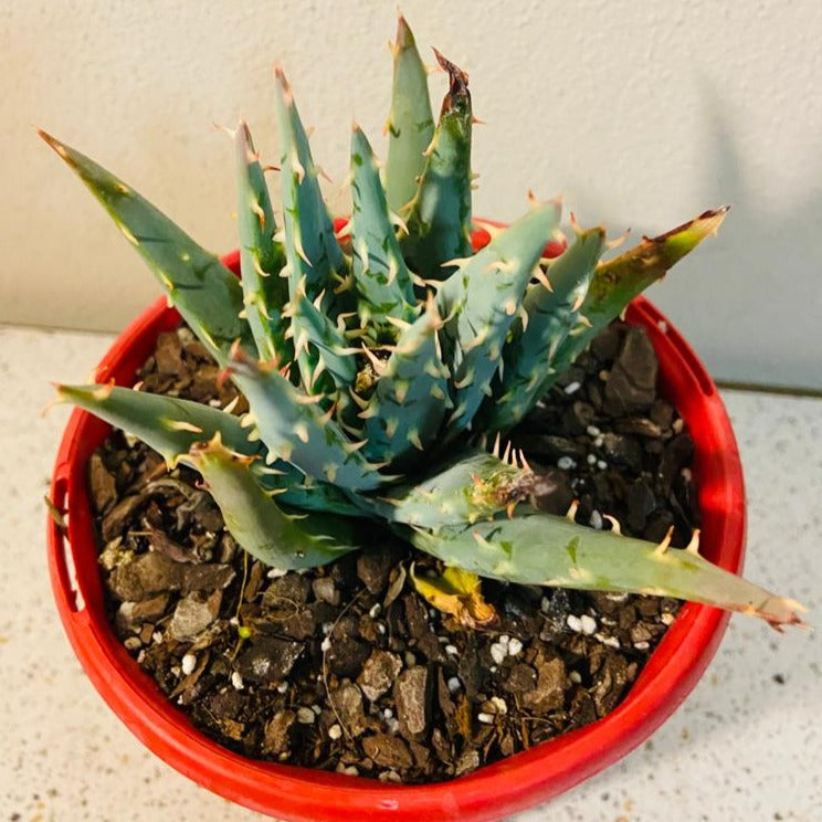 Aloe Hybrid Longistyla