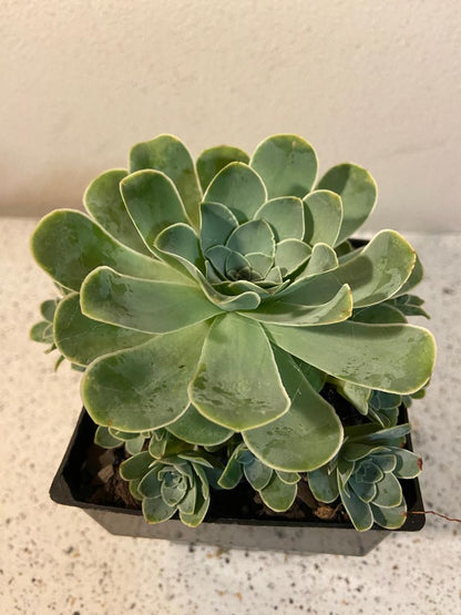 Echeveria Special #131