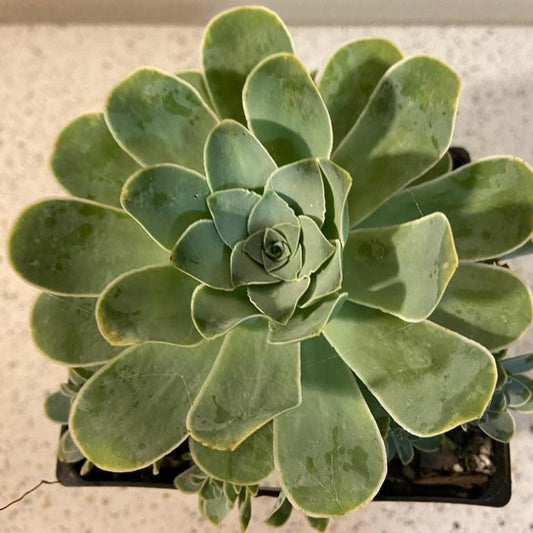 Echeveria Special #131