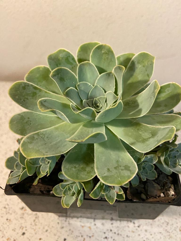 Echeveria Special #131