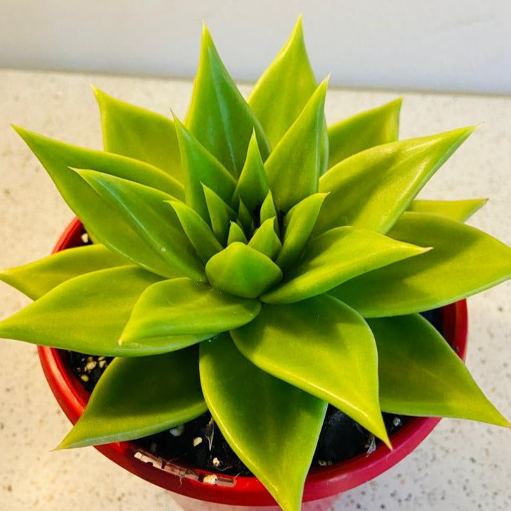 Echeveria Contapec Green