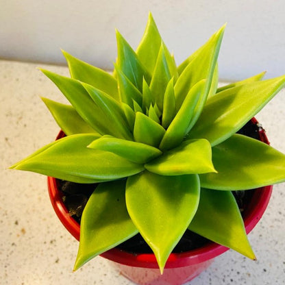 Echeveria Contapec Green