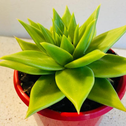 Echeveria Contapec Green