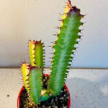 Euphorbia Trigona Purpurea