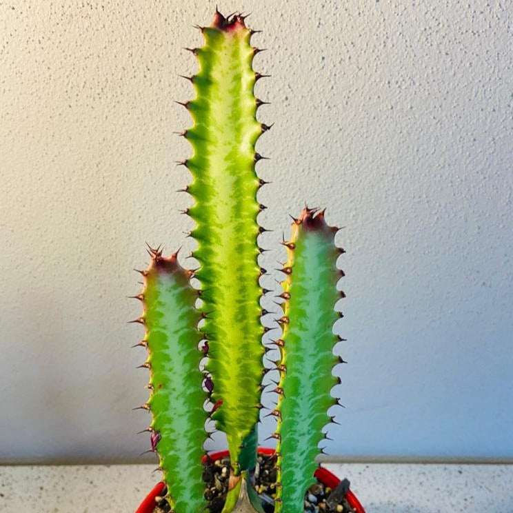 Euphorbia Trigona Purpurea