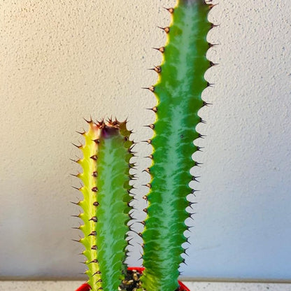 Euphorbia Trigona Purpurea