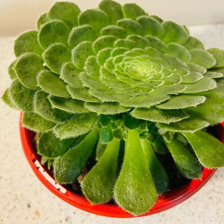 Aeonium Hime Meikyou