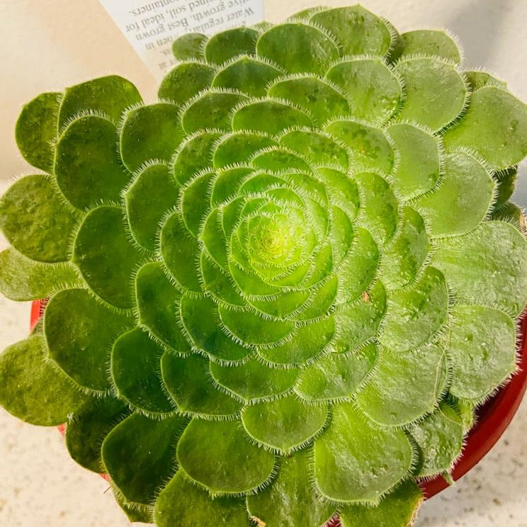 Aeonium Hime Meikyou