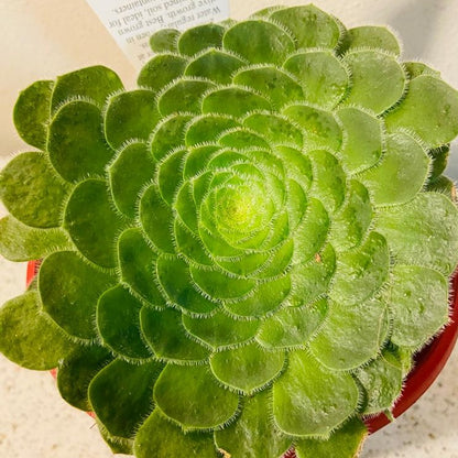 Aeonium Hime Meikyou