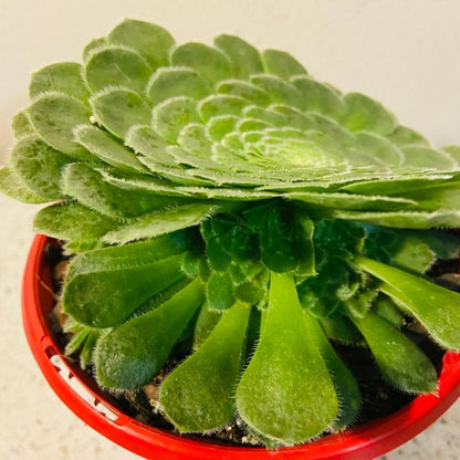 Aeonium Hime Meikyou