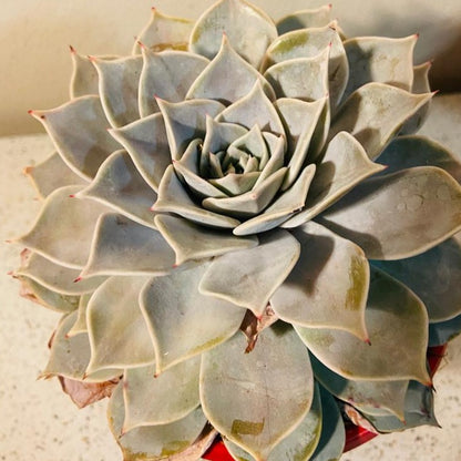 Echeveria Starstruck