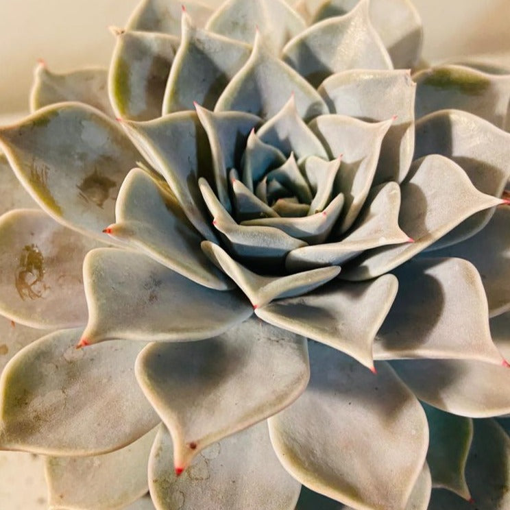 Echeveria Starstruck