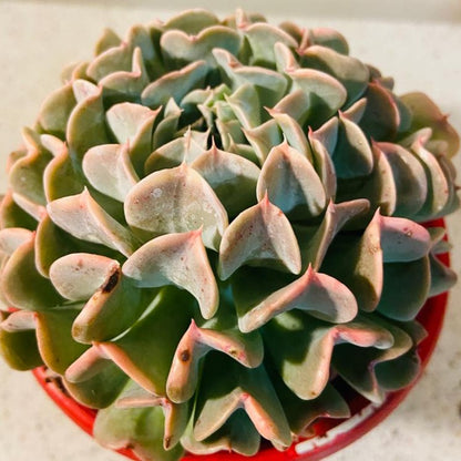 Echeveria Pinwheel Revolution