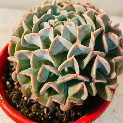 Echeveria Pinwheel Revolution