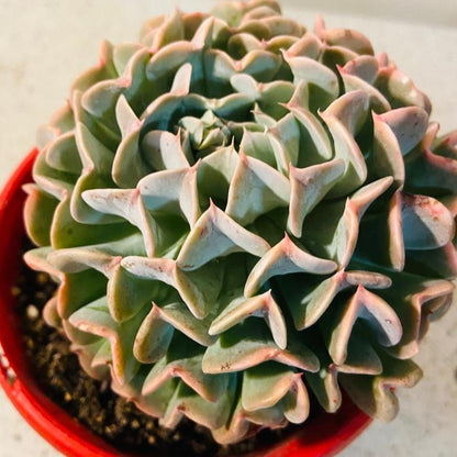 Echeveria Pinwheel Revolution