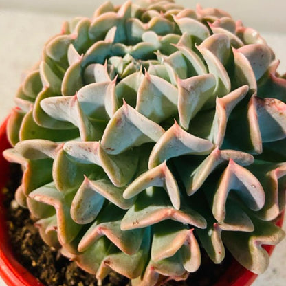 Echeveria Pinwheel Revolution