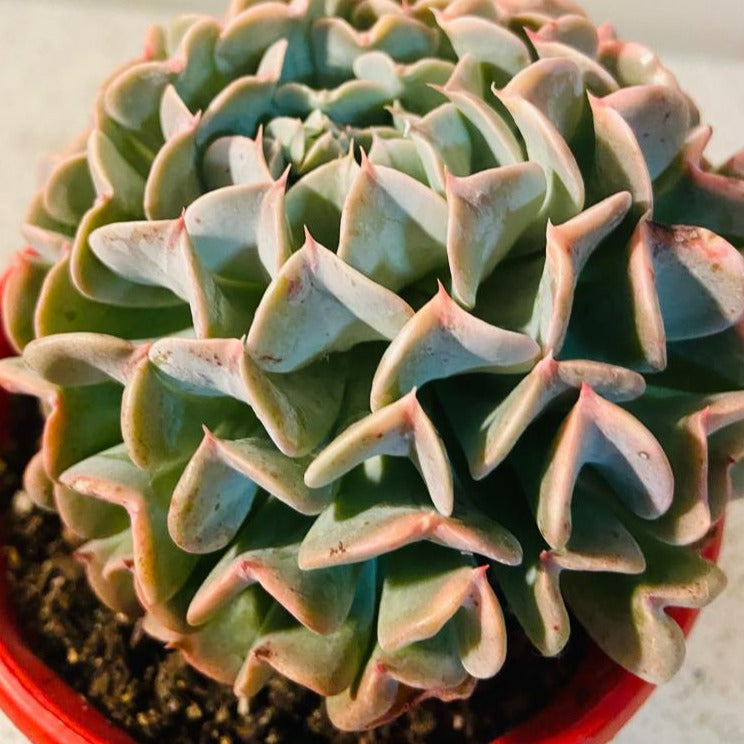 Echeveria Pinwheel Revolution