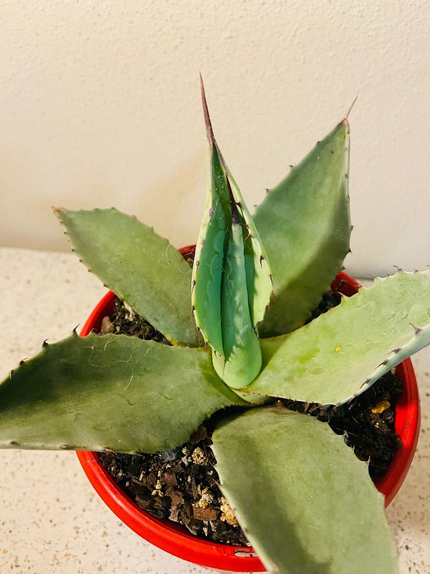 Agave Gigantensis