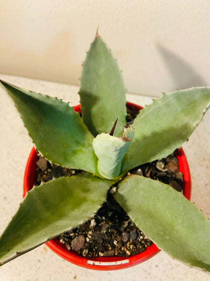 Agave Gigantensis