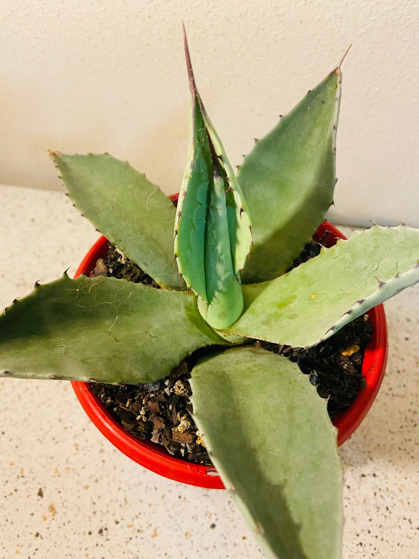 Agave Gigantensis