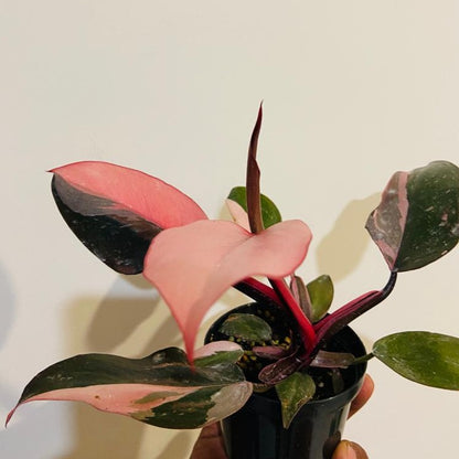 Philodendron Pink Princess