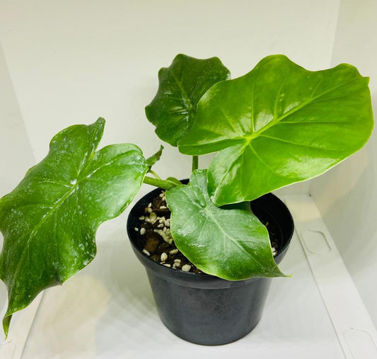 Alocasia California Odora, "Elephant Ears " in 80mm Pot