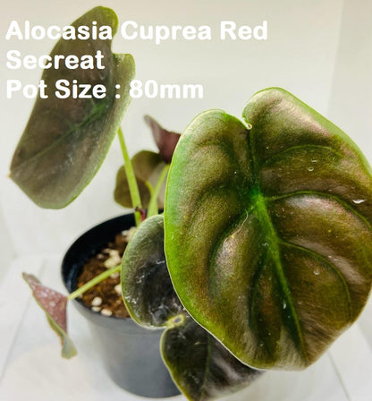 Indoor Plant Buster Pack