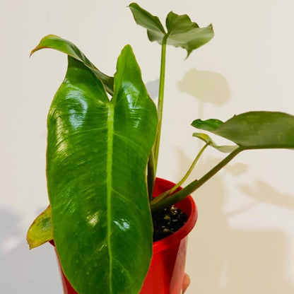 Philodendron ‘Paraiso Verde Variegated'