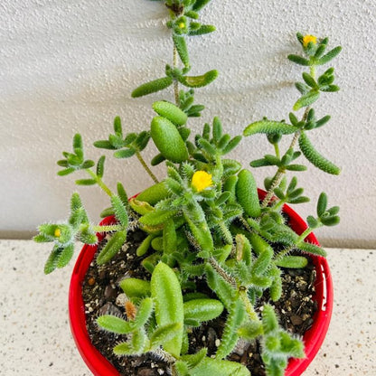 Delosperma Pruinosum