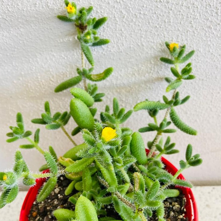 Delosperma Pruinosum