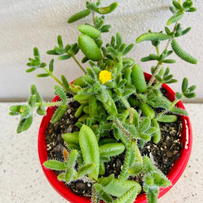 Delosperma Pruinosum