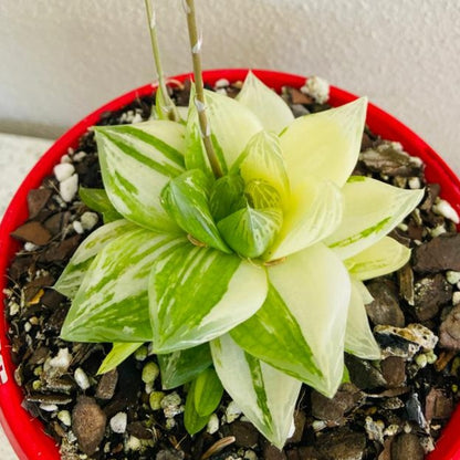 Haworthia 'Variegated' Cymbiformis