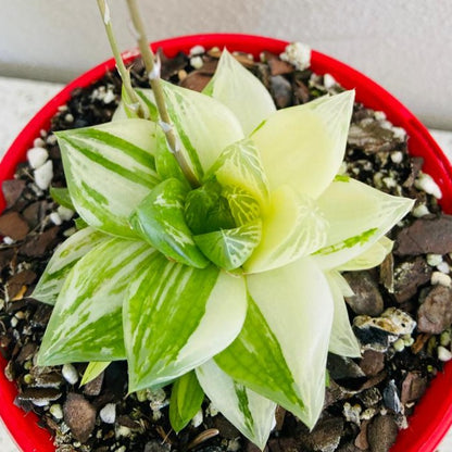 Haworthia 'Variegated' Cymbiformis