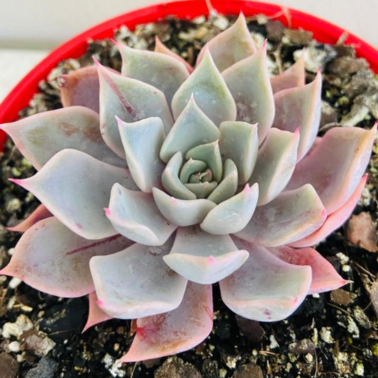 Echeveria Pegasus