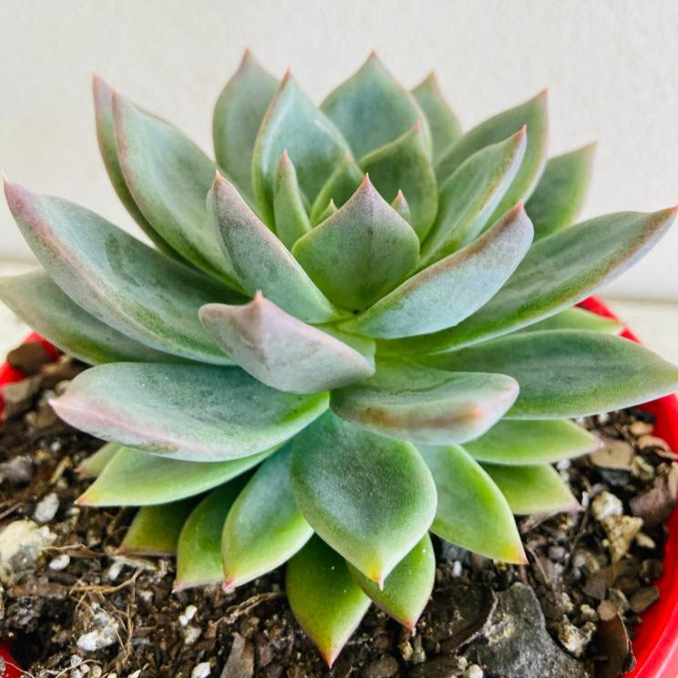 Echeveria Peacockii Setosa x Seconda