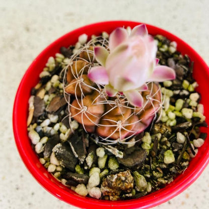 Cacti- Gymnocalycium Stripe