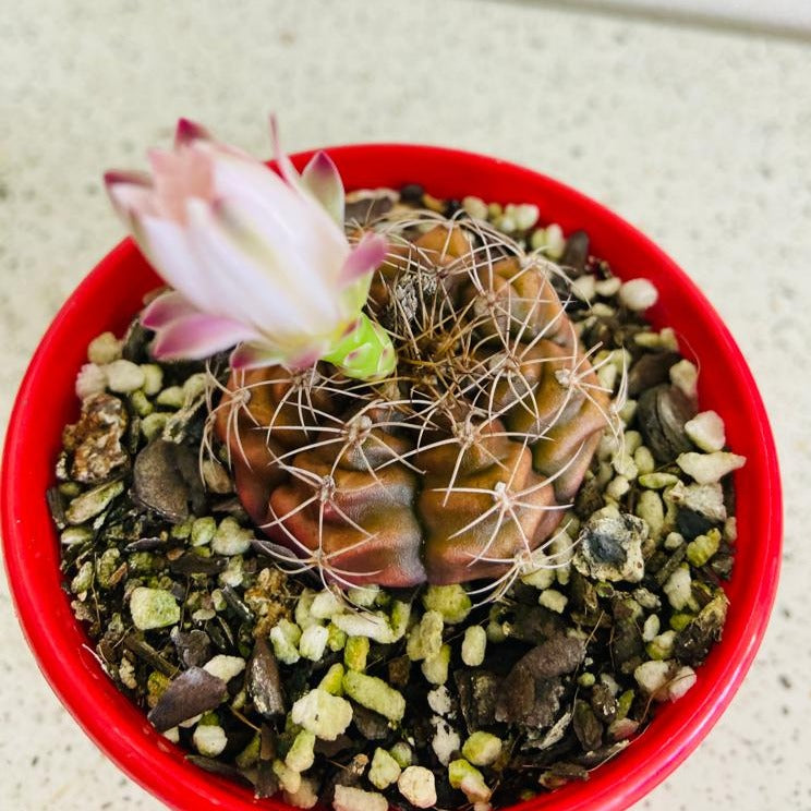 Cacti- Gymnocalycium Stripe