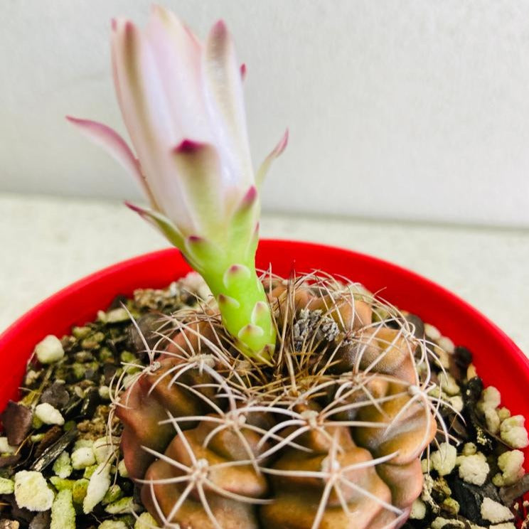 Cacti- Gymnocalycium Stripe