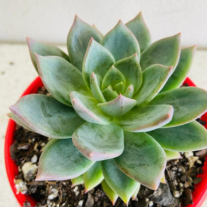 Echeveria Peacockii Setosa x Seconda