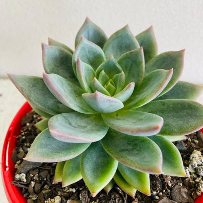 Echeveria Peacockii Setosa x Seconda