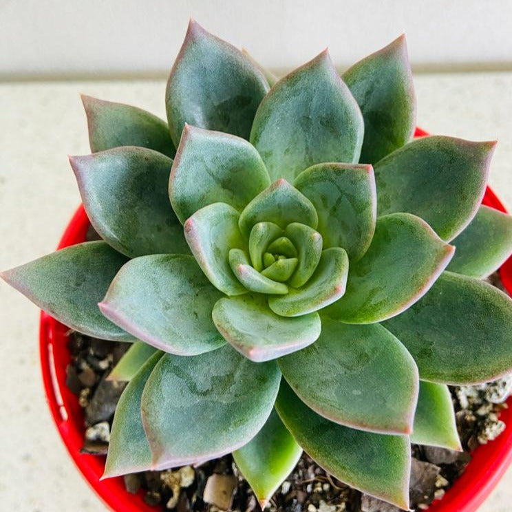 Echeveria Peacockii Setosa x Seconda