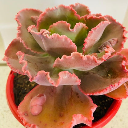 Echeveria 'Bumps'