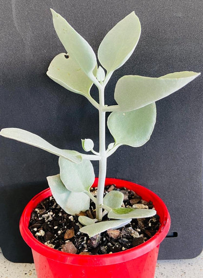 Kalanchoe 'Silver Spoons'