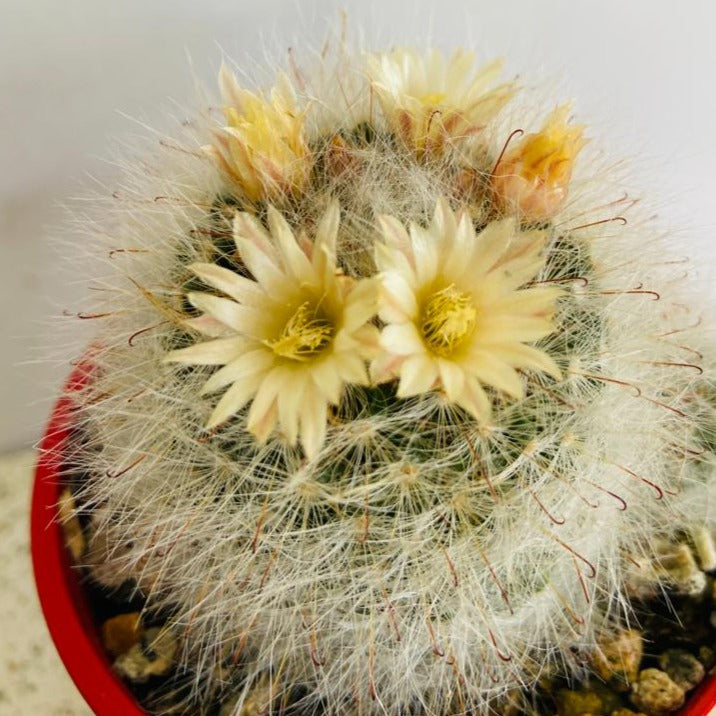 Cacti - Mammillaria Bocasana